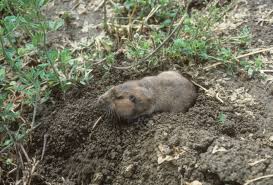 Which methods do you use to exterminate gophers? Posts Tagged Squirrels News Information Outreach