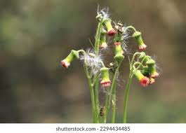 Image result for Crassocephalum