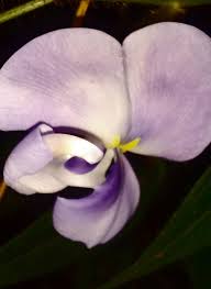 Image result for Vigna reticulata