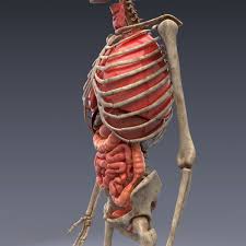 Realistic Human Internal Organs 3d Model In 2020 Human Body Anatomy Human Body Anatomy
