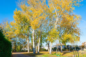 Image result for Populus ×  canescens