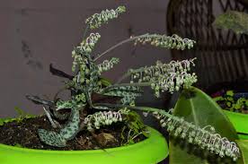 Image result for Ledebouria revoluta