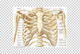 It is a long, large bone that extends from the scapula of the shoulder to the ulna and radius of the lower arm. Thorax Rib Bone Anatomy Coronal Plane Vertebral People Anatomy Arm Png Klipartz