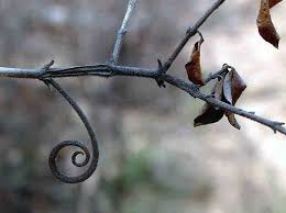 Image result for Strychnos matopensis