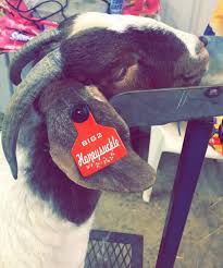 Be Unique Stand Out And Use Ear Tags By Design For Your Custom Tags Customtags Livestocktags Eartags Custom Tags Keychain Design Livestock