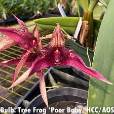 Image result for Rhipidoglossum microphyllum