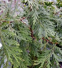 Image result for Calocedrus decurrens