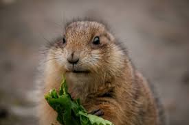 Image result for Cynomys gunnisoni obrázek