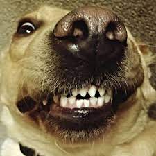 Companies even have best smile contests where you can send in a. Smile 6 Easy Ways To Keep Your Dog S Teeth Healthy Modern Dog Magazine