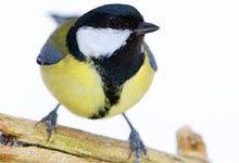 Von Amsel Bis Zaunkonig 35 Wintervogel Im Portrat Nabu In 2020 Kohlmeise Meise Tiere