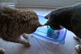 We did not find results for: Diy Cat Puzzle Toy Box Hauspanther