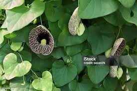 Image result for Aristolochia littoralis