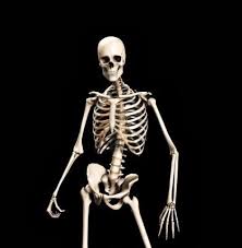 Skeletons Know Your Meme