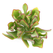 Image result for Crassula rhodesica