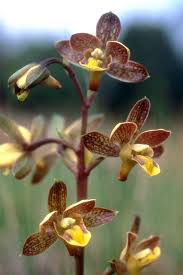 Image result for Eulophia clitellifera