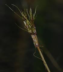 Image result for Eleocharis confervoides