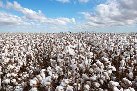 13 256 Cotton Field Stock Photos Pictures Royalty Free Images Istock