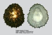 Image result for Patella aspera