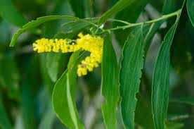 Image result for Acacia auriculiformis