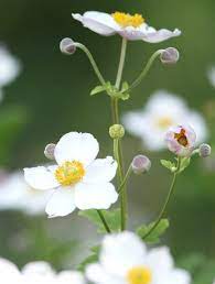 Fall Anemone Beautiful Flowers White Flowers Amazing Flowers