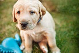 What To Do When Your Puppy Cries And Why He S Doing It Daily Paws