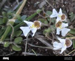 Image result for Diclis