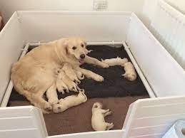 Handmade Easy To Clean Whelping Boxes And Kittening Pens From Steel City Whelping Boxes Dog Whelping Box Whelping Puppies Puppy Litter