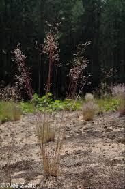 Image result for Avenella