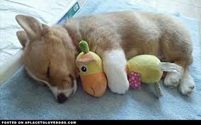Download this premium vector about lazy corgi, cute puppy sleeping icon, and discover more than 12 million professional graphic resources on freepik. Sleeping Corgi Puppy Cuddling With His Toy Babycorgis