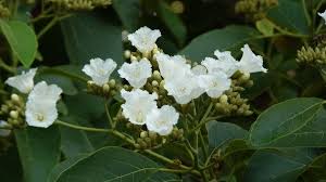 Image result for Cordia africana