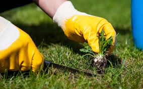 Place several layers of newspaper over the weedy area, then cover the newspaper with mulch how to stop fall webworms before they take over your trees and shrubs. Are There Any Weed Killers That Won T Harm Trees Tampa Tree