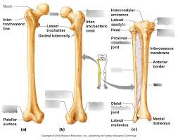 Lower jaw (mandible) collar bone. Bones Of Thigh And Bone Features Diagram Quizlet