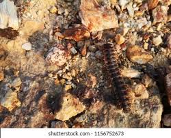 Anak yang lemah dan tak hafal sifiri. Ulat Gonggok Known Malay Millipede Myriapod Stock Photo Edit Now 1156752673