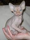 Sphynx/Rex – Specialty Purebred Cat Rescue