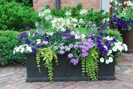 Untitled Plants Container Gardening Garden Containers