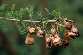 Image result for Ormocarpum kirkii