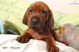 21 to 27 inches at the shoulder weight: Redbone Coonhound Puppy For Sale Near Ocala Florida 517f21fd 23b1