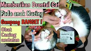 O ya drontal cat tidak boleh diberikan kalau kucing lagi hamil dan menyusui, pas umur anaknya sudah 2 bulan baru boleh dikasih drontal cat si induknya. Cara Memberikan Drontal Pada Anak Kucing Drontal Cat Untuk Kitten Perawatan Kucing Youtube