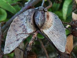 Image result for Acridocarpus chloropterus