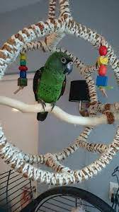 Wrap a treat or a toy in raffia mat and hang it in the cage. Pin On Animals