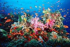 10563c087 Jpg Mira Images Coral Reef Coral Reef Ecosystem Sea Plants