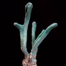 Image result for Microglossa densiflora