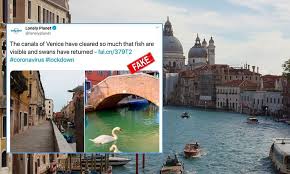 Fact Check No Dolphins Swans Did Not Return To Italy S Coast Amid Coronavirus Lockdown
