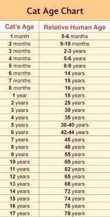 Why does this chart stop at 16 years old? How Many Years Is 6 Months In Dog Years Cheap Buy Online