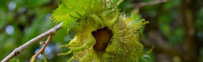 Image result for Buchnera nuttii