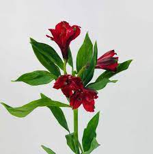 Many professional florists, gardeners, and flower enthusiasts have touted the alstroemeria flower to be a symbol of friendship and dedication. Alstroemeria Red Wholesale Bulk Flowers Cascade Floral