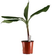 Image result for Musa sp. (Ornamental bananas)