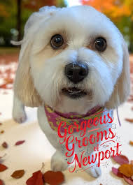 We've had a Wonderful week in the Salon this week and got to spend time  with amazing four legged friends Autumn is very much with us and we're  excited for the next