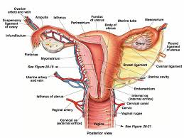 Imagine that you are in an english speaking country and you need to see a doctor, for example. A Draw A Diagram Of The Adult Human Female Reproductive System And Label The Different I Parts Of Brainly In