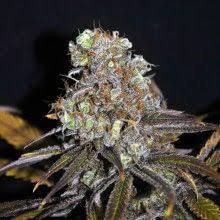 The critical mass of a fissionable material depends upon its nuclear properties. Sale Of Cbd Critical Mass
